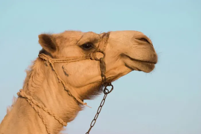 Gerahmter Druck : Kamel - Ägypten