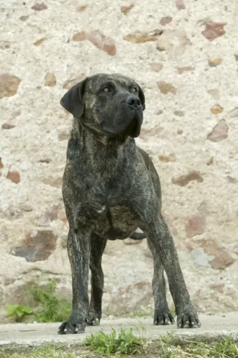 Gerahmter Druck : Kanarienhund