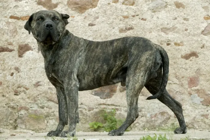 Gerahmter Druck : Kanarienhund Gerahmter Druck : Kanarienhund