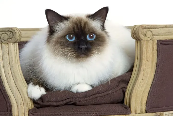 Gerahmter Druck : Katze - Birmane - im Studio