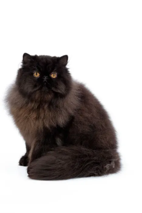 Gerahmter Druck : Katze - Schwarzer Persischer Katzenhauch Gerahmter Druck : Katze - Schwarzer Persischer Katzenhauch