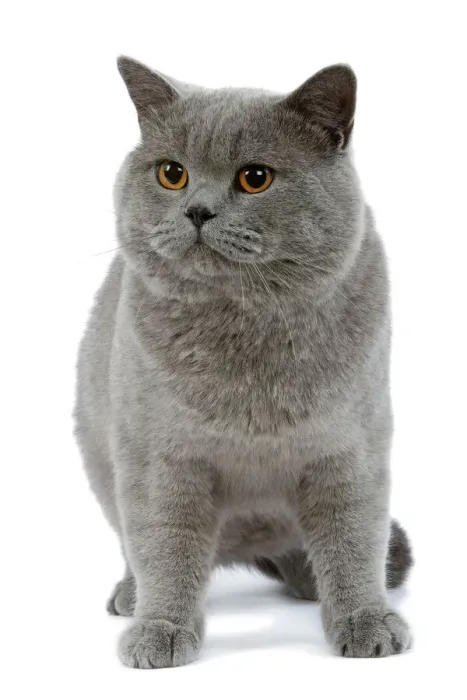 Gerahmter Druck : Katze - britischer Blau im Studio Gerahmter Druck : Katze - britischer Blau im Studio