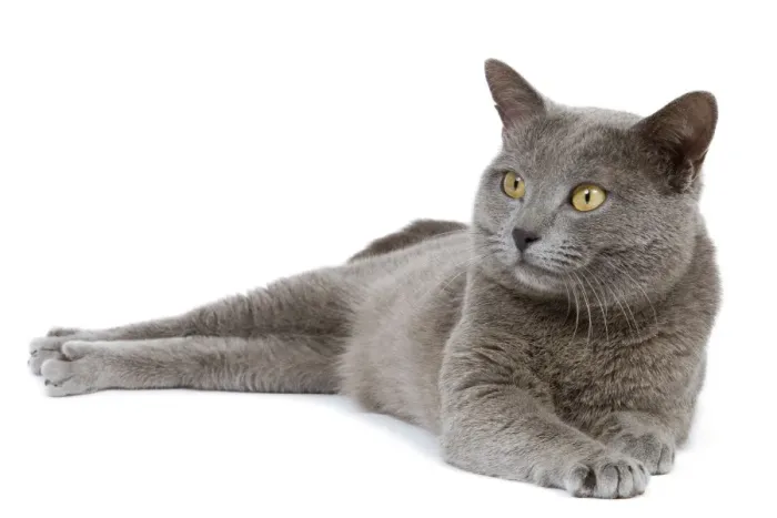 Gerahmter Druck : Katze - Chartreux im Studio Gerahmter Druck : Katze - Chartreux im Studio