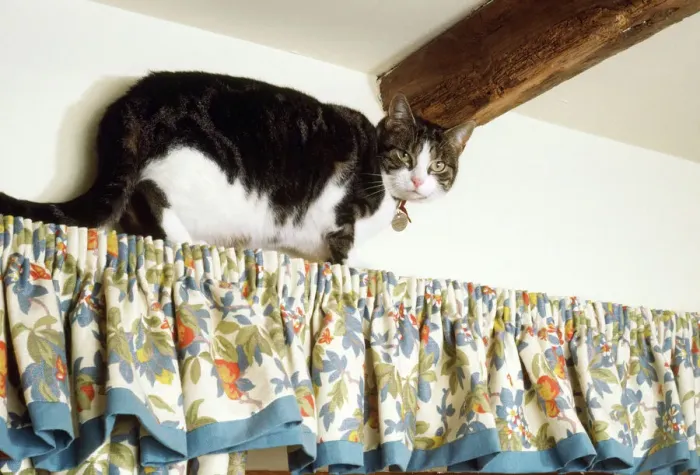 Gerahmter Druck : Katze - Klettern Gerahmter Druck : Katze - Klettern