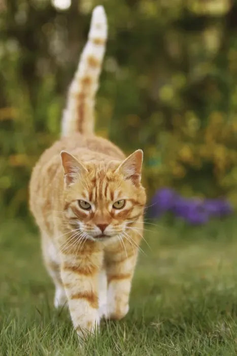 Gerahmter Druck : Katze - Gelb