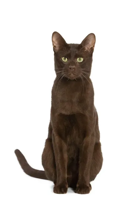 Gerahmter Druck : Katze - Havanna Braun im Studio Gerahmter Druck : Katze - Havanna Braun im Studio