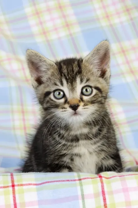 Gerahmter Druck : Katze, Katzenkitty (7 Wochen alt) Gerahmter Druck : Katze, Katzenkitty (7 Wochen alt)