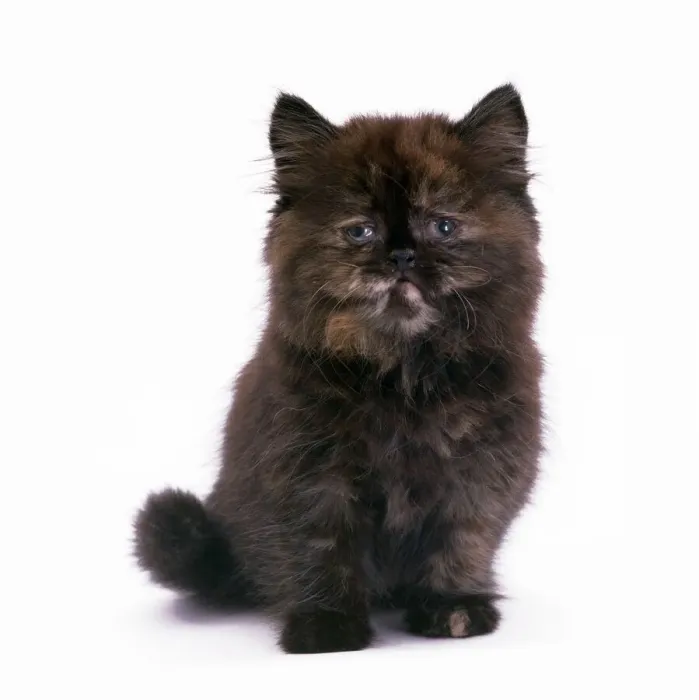 Gerahmter Druck : Katze - Katzenkitten mit Katarrh Gerahmter Druck : Katze - Katzenkitten mit Katarrh