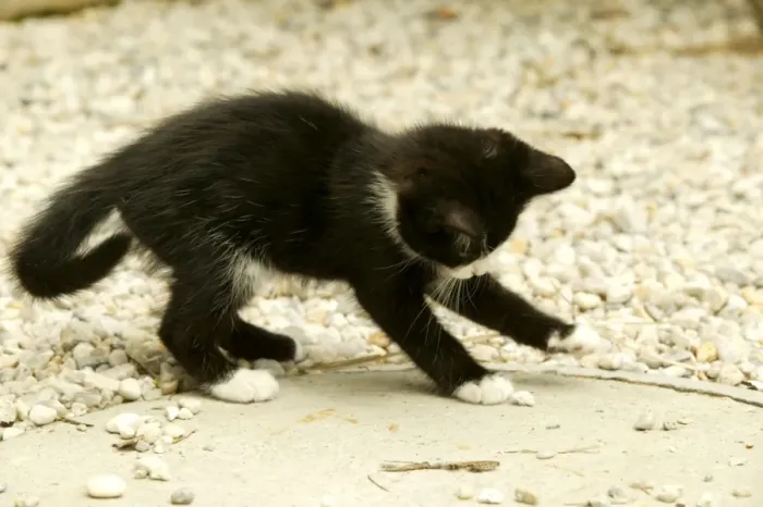 Gerahmter Druck : Katze Katzenkind spielt