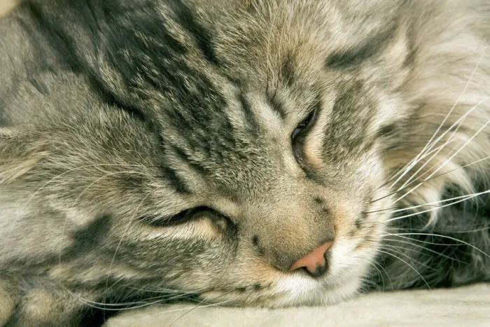 Gerahmter Druck : Katze - Maine-Coone-Rasse Gerahmter Druck : Katze - Maine-Coone-Rasse