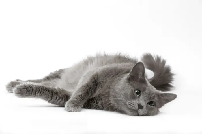 Gerahmter Druck : Katze - Nebelung in Studio Gerahmter Druck : Katze - Nebelung in Studio