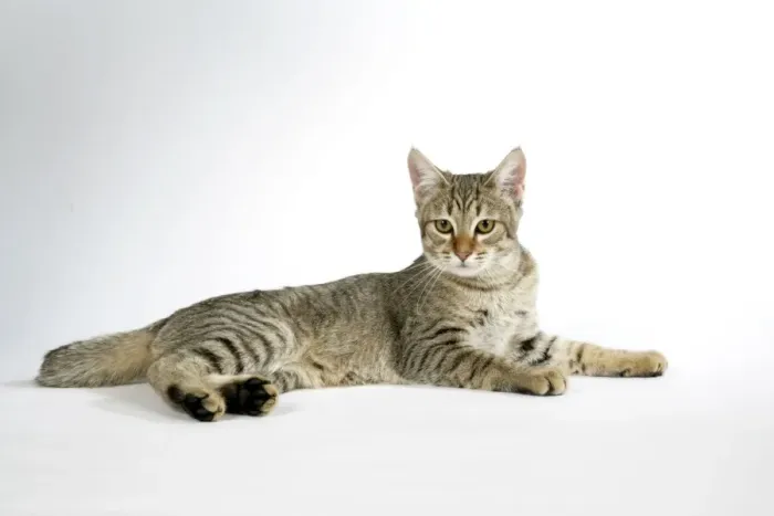 Gerahmter Druck : Katze - Pixie-Bob liegt her Gerahmter Druck : Katze - Pixie-Bob liegt her