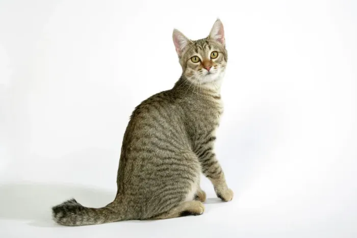 Gerahmter Druck : Katze - Pixie Bob sitzend, umherblickt Gerahmter Druck : Katze - Pixie Bob sitzend, umherblickt