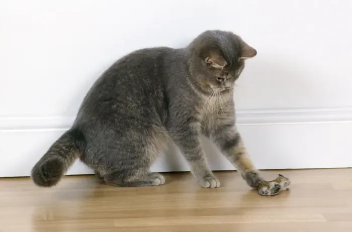 Gerahmter Druck : Katze - spielt mit Maus. Gerahmter Druck : Katze - spielt mit Maus.
