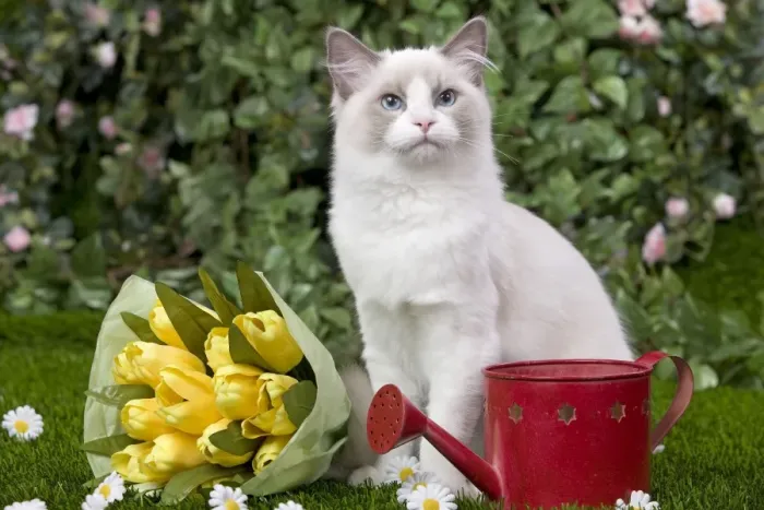 Gerahmter Druck : Katze - Raggel, im Garten Gerahmter Druck : Katze - Raggel, im Garten