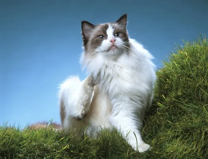 Gerahmter Druck : Katze - Raggel, Kratzen Gerahmter Druck : Katze - Raggel, Kratzen