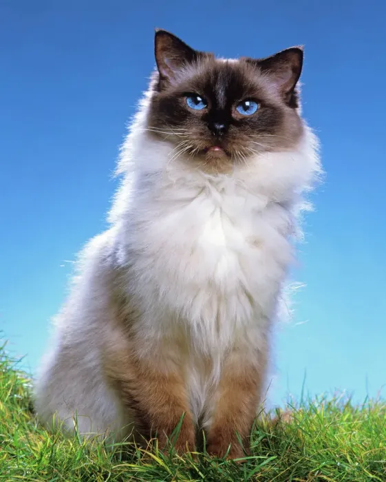 Gerahmter Druck : Katze - Raggie Seelbunt Gerahmter Druck : Katze - Raggie Seelbunt