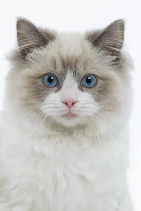 Gerahmter Druck : Katze - Ragdoll im Studio. Gerahmter Druck : Katze - Ragdoll im Studio.