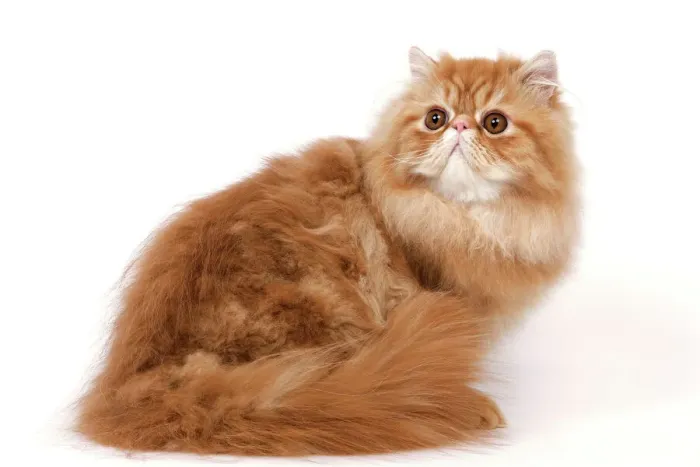 Gerahmter Druck : Kat - Rot persischer Katze Gerahmter Druck : Kat - Rot persischer Katze