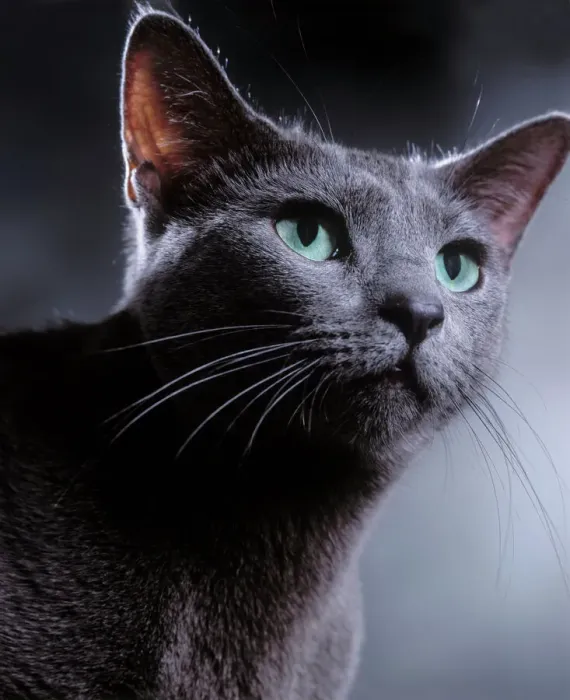 Gerahmter Druck : Katze - Russischer Blau Gerahmter Druck : Katze - Russischer Blau