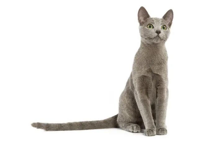 Gerahmter Druck : Katze - russischer Blau in Studio Gerahmter Druck : Katze - russischer Blau in Studio