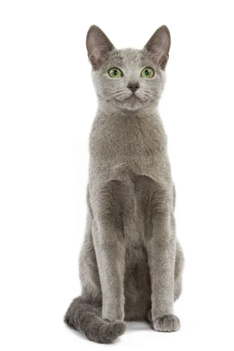 Gerahmter Druck : Katze - russischer blauer Fell im Studio Gerahmter Druck : Katze - russischer blauer Fell im Studio