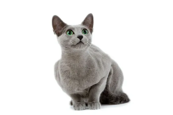 Gerahmter Druck : Katze - blaue Katze im Studio Gerahmter Druck : Katze - blaue Katze im Studio