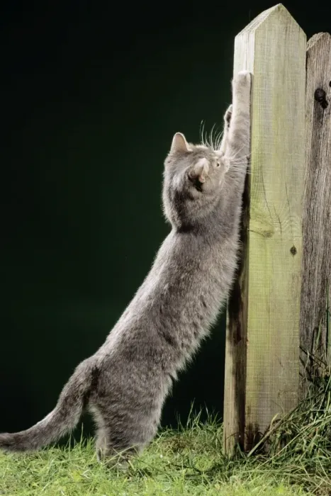 Gerahmter Druck : Katze - Kratzerast Gerahmter Druck : Katze - Kratzerast