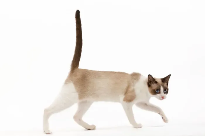 Gerahmter Druck : Katze - Snowboard im Studio Gerahmter Druck : Katze - Snowboard im Studio