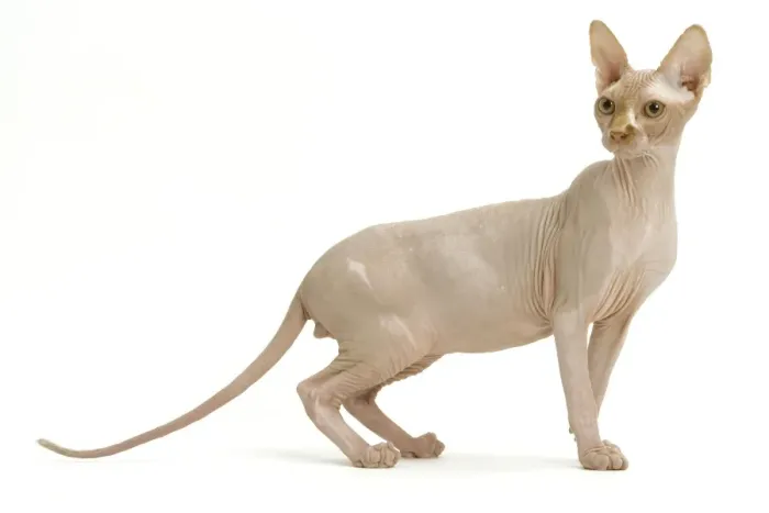 Gerahmter Druck : Katze - Sphinge Gerahmter Druck : Katze - Sphinge
