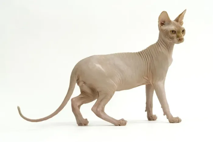 Gerahmter Druck : Katze - Sphinge Gerahmter Druck : Katze - Sphinge