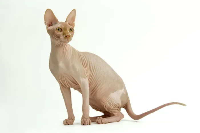 Gerahmter Druck : Katze - Sphinge Gerahmter Druck : Katze - Sphinge