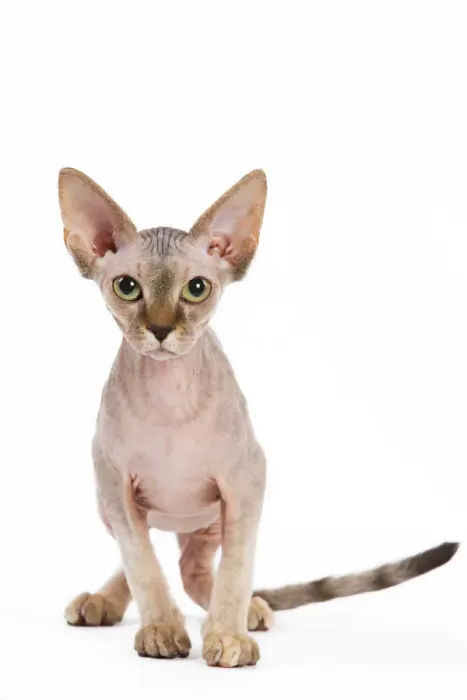 Gerahmter Druck : Katze - Sphinx-Kätzchen - 4 Monate alt Gerahmter Druck : Katze - Sphinx-Kätzchen - 4 Monate alt