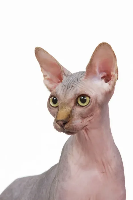 Gerahmter Druck : Katze - Sphinx im Studio Gerahmter Druck : Katze - Sphinx im Studio