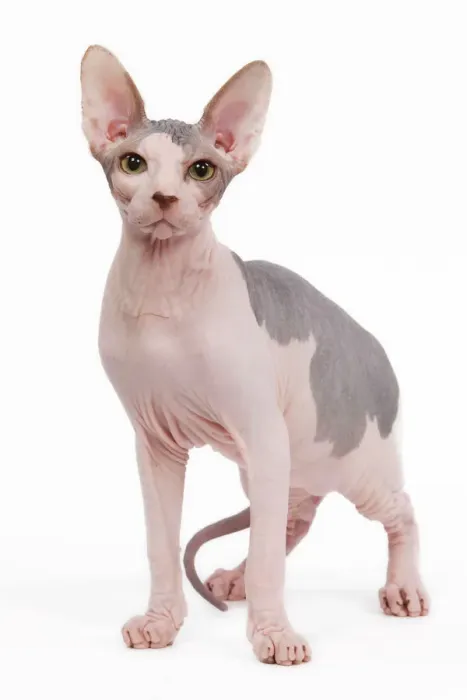 Gerahmter Druck : Katze - Sphinge im Studio Gerahmter Druck : Katze - Sphinge im Studio