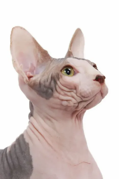 Gerahmter Druck : Katze - Sphinge im Studio
