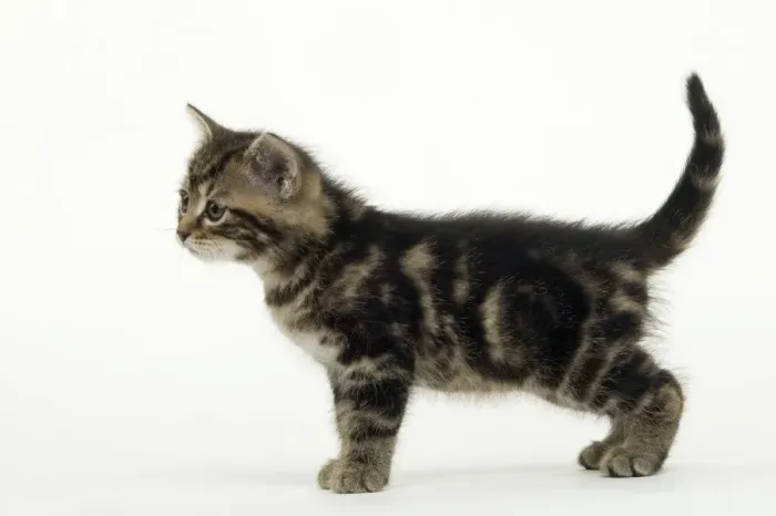 Gerahmter Druck : Katze - Mähnchenkitty Gerahmter Druck : Katze - Mähnchenkitty