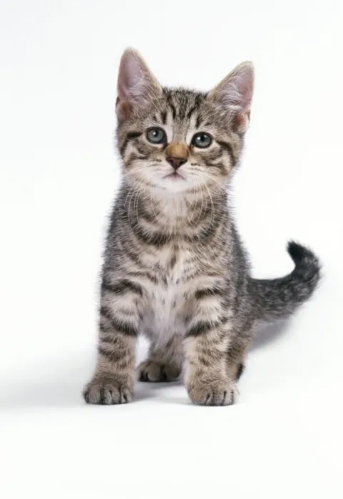 Gerahmter Druck : Katze Tabbys Katzenkäfer Gerahmter Druck : Katze Tabbys Katzenkäfer