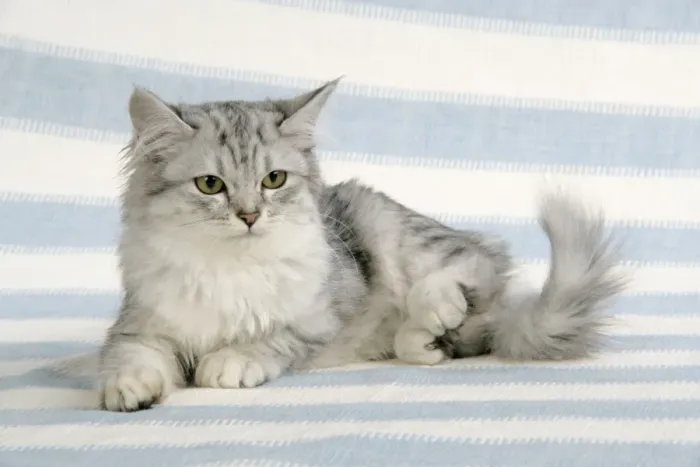 Gerahmter Druck : Katze, Tifanee Gerahmter Druck : Katze, Tifanee