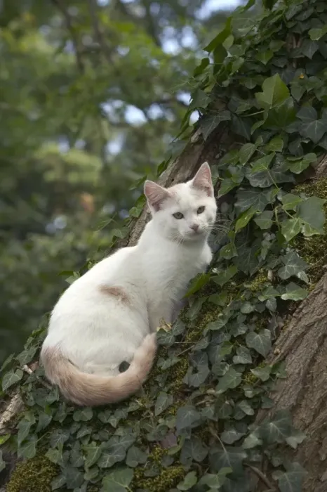 Gerahmter Druck : Weißer Katze im Baum Gerahmter Druck : Weißer Katze im Baum