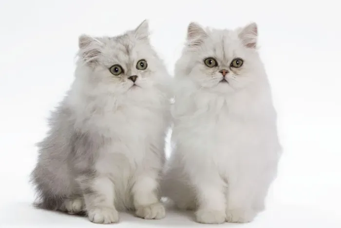 Gerahmter Druck : Weißer Perserkatzenkitten im Studio Gerahmter Druck : Weißer Perserkatzenkitten im Studio