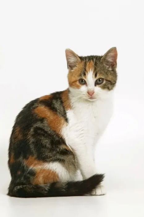 Gerahmter Druck : Katze - Marmor und weiß Gerahmter Druck : Katze - Marmor und weiß