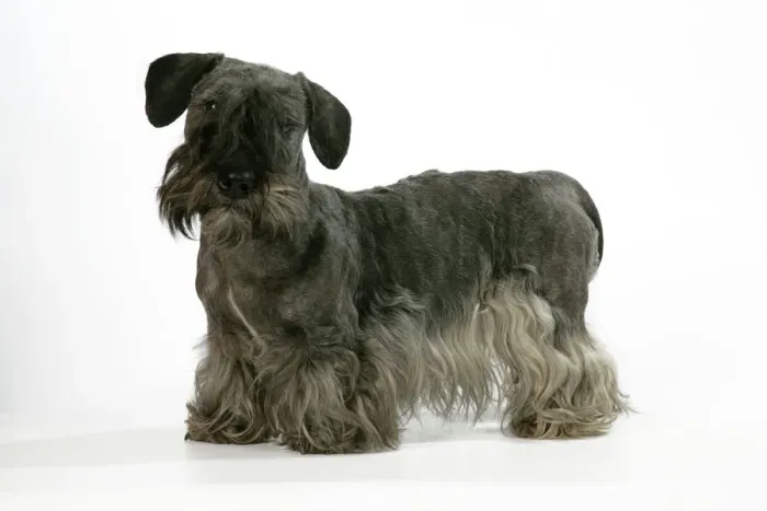 Gerahmter Druck : Tschechischer Terrier Gerahmter Druck : Tschechischer Terrier