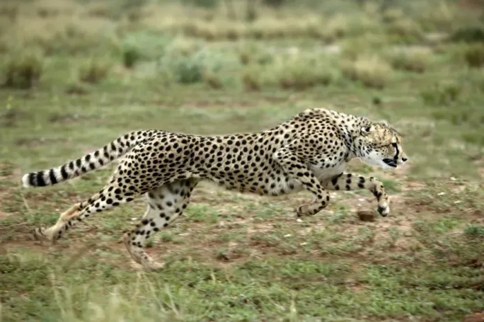 Gerahmter Druck : Cheetah aus Namibia