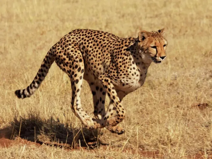 Gerahmter Druck : Cheetah - laufen Gerahmter Druck : Cheetah - laufen