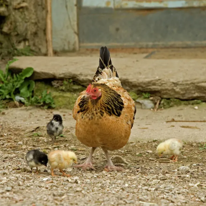 Gerahmter Druck : Huhn - mit Küken im Stall