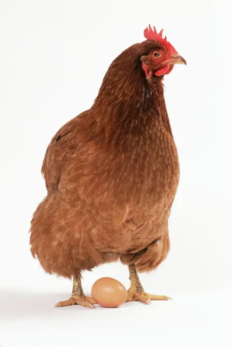 Gerahmter Druck : Hähnchen und Ei