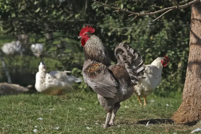 Gerahmter Druck : Huhn - Hahn Gerahmter Druck : Huhn - Hahn