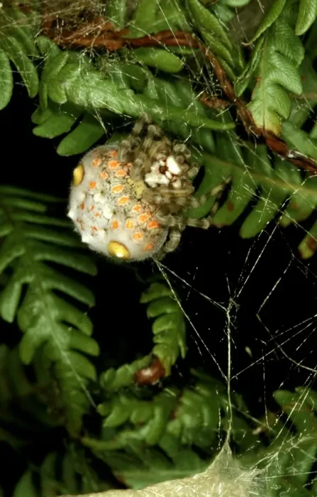 Gerahmter Druck : CLY02052. AUS-274 Prächtige Spinne (Weibchen) im Tagzeit Versteck Ordgarius