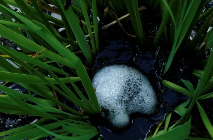 Gerahmter Druck : CLY03007. AUS-328 Striped marsh frog - frothy raft with eggs embedded Gerahmter Druck : CLY03007. AUS-328 Striped marsh frog - frothy raft with eggs embedded